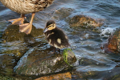 Ducks in a lake