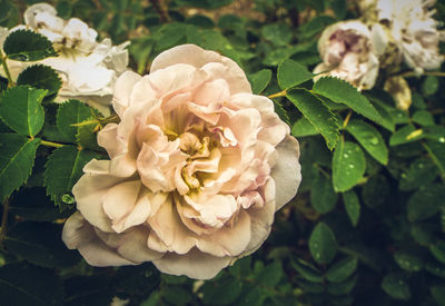 Close-up of white flowers blooming outdoors