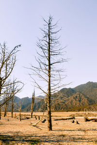 Bare trees on field against sky