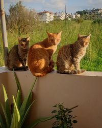 Portrait of cats sitting in grass