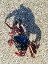 Close-up of crab on sand