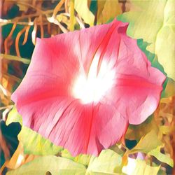 Close-up of pink flowers