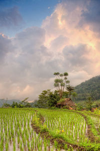 Scenic view of rice field against sky