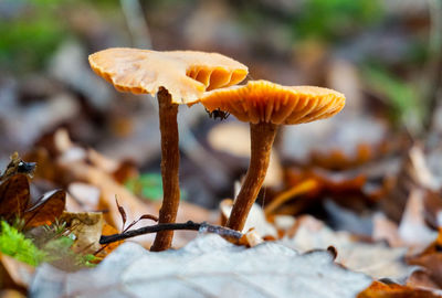 Close-up of mushroom growing on field