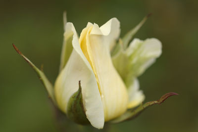 Close-up of white flowering plant