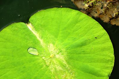 Extreme close up of leaf