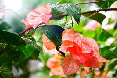 Close-up of wet plant leaves during rainy season