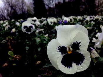 Close-up of white flowers blooming outdoors