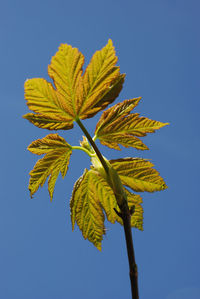 Low angle view of yellow leaves against clear blue sky