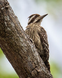 Low angle view of bird perching on tree