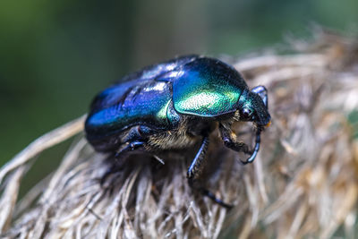 Close-up of insect