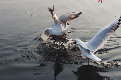 High angle view of birds flying over lake