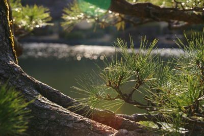 Close-up of plant against lake