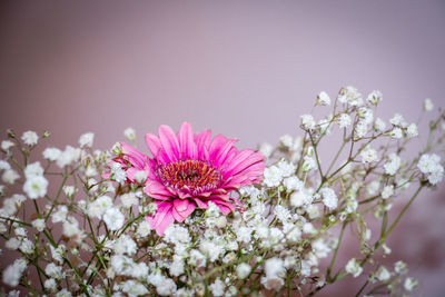 Close-up of pink cherry blossoms