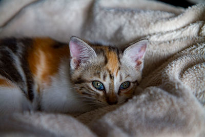 Close-up of kitten lying on blanket at home