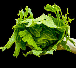 Close-up of fresh green leaves against black background