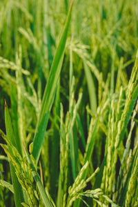 Close-up of crops growing on field