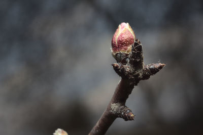 Close-up of flower bud