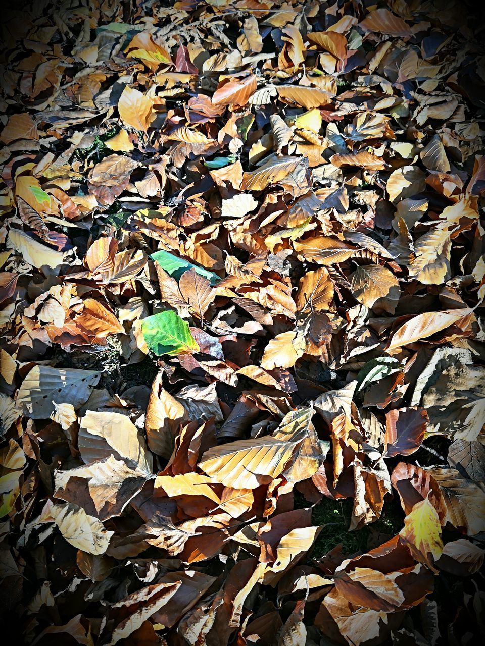 HIGH ANGLE VIEW OF DRY LEAVES ON FIELD DURING AUTUMN