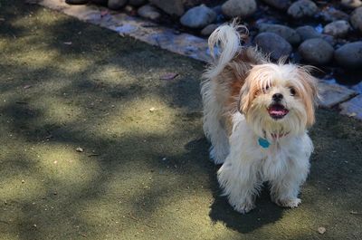 Portrait of dog