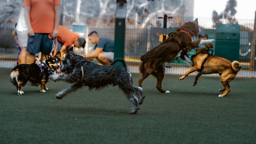 Rear view of dogs running on field