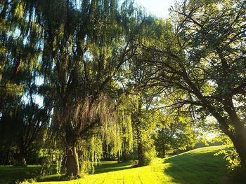 Trees on field