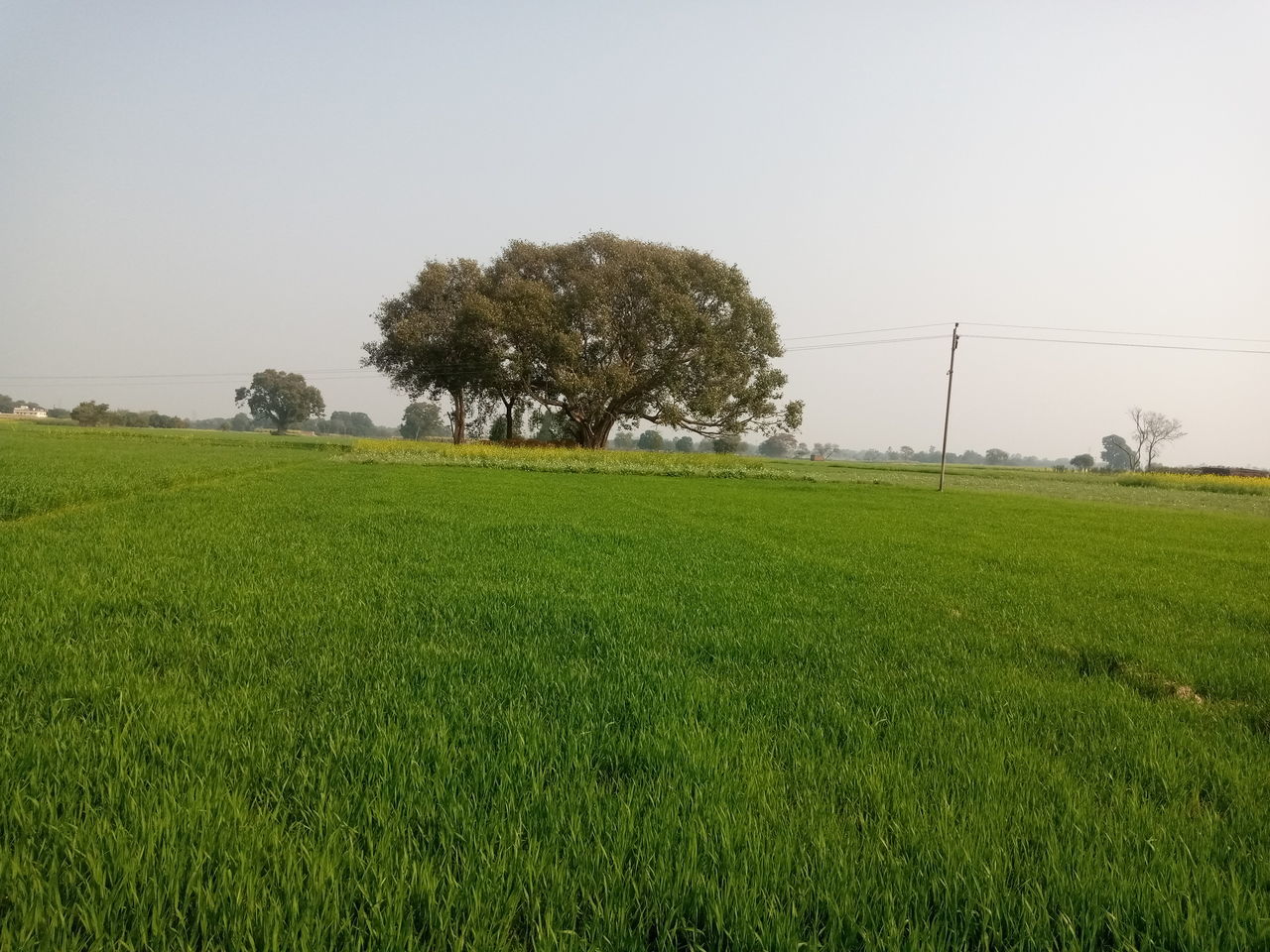 plant, field, green, environment, landscape, grass, agriculture, sky, land, pasture, grassland, nature, tree, plain, rural scene, rural area, horizon, paddy field, growth, beauty in nature, meadow, tranquility, scenics - nature, no people, crop, lawn, prairie, soil, tranquil scene, hill, outdoors, clear sky, farm, social issues, day, natural environment, environmental conservation, non-urban scene