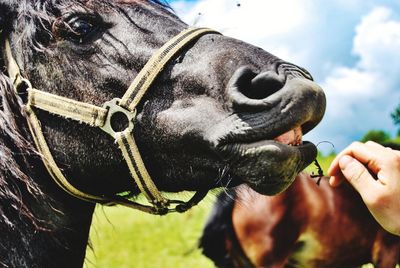 Close-up of hand feeding horse