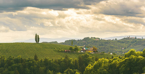 Scenic view of agricultural field against sky