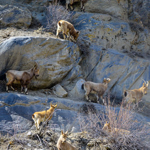 High angle view of fox on rock