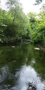 Scenic view of lake in forest