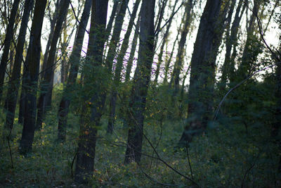 Trees in forest