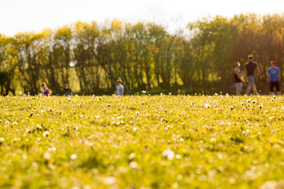 People on field against trees