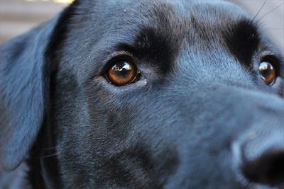 Close-up portrait of black dog