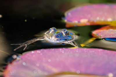 Close-up of fish in water