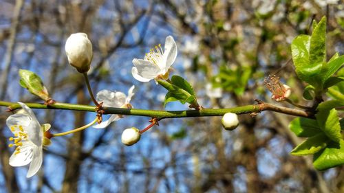 Close-up of white flowers on branch