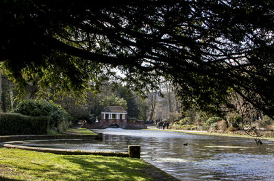 View of trees in park