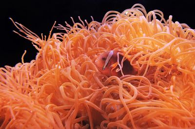 Close-up of sea fishing by orange coral in sea