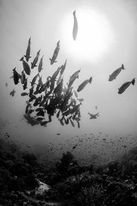 Flock of birds in sea