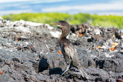 Side view of cormorant on rock