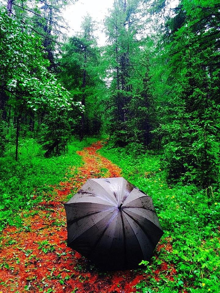 tree, growth, plant, nature, green color, beauty in nature, flower, field, tranquility, grass, outdoors, day, tranquil scene, no people, forest, leaf, lush foliage, sky, fragility, park - man made space