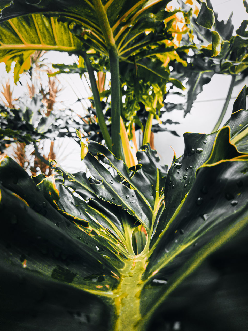 CLOSE-UP OF FLOWERING PLANTS