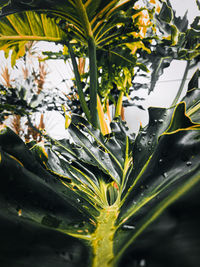 Close-up of yellow flowering plant