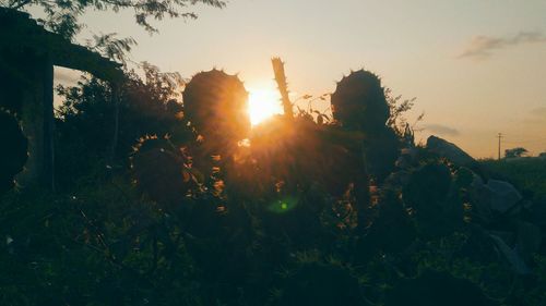 Sun shining through trees