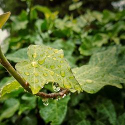 Close-up of raindrops on leaves