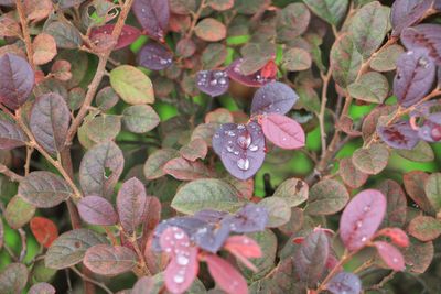 Close-up of raindrops on flowers