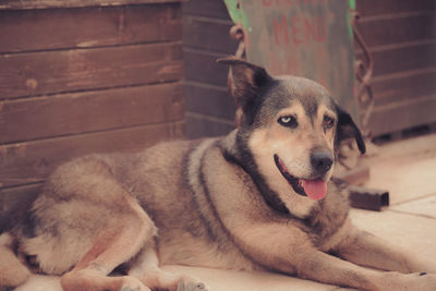 Portrait of dog resting