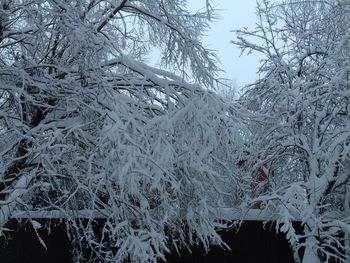Close-up of snow covered tree