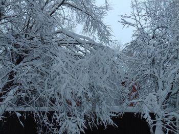 Close-up of snow covered tree