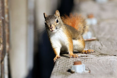 Portrait of squirrel on wall